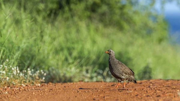 산 후 francolin 남아프리카 공화국 크루 거 국립 공원 — 스톡 사진