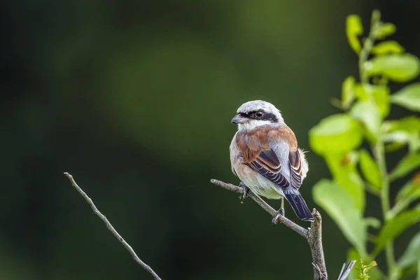 Red-backed Shrike in Kruger National park, South Africa — Stock Photo, Image