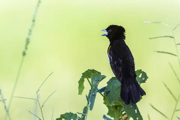 White winged Widowbird in Kruger National park, South Africa — Stock Photo, Image