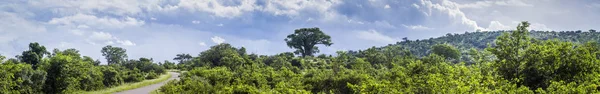 Krajobraz sawanny w Kruger National park, Afryka Południowa — Zdjęcie stockowe