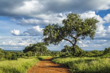 Savannah manzara Kruger National park, Güney Afrika