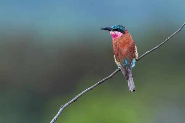 Southern Carmine Bee-eater in Kruger National park, South Africa — Stock Photo, Image