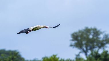 Beyaz leylek Kruger National park, Güney Afrika