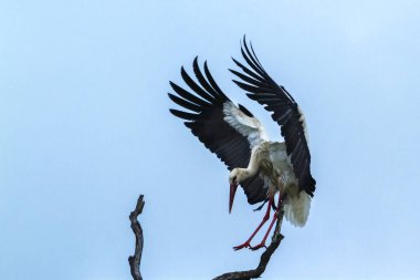 Beyaz leylek Kruger National park, Güney Afrika