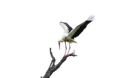 Beyaz leylek Kruger National park, Güney Afrika