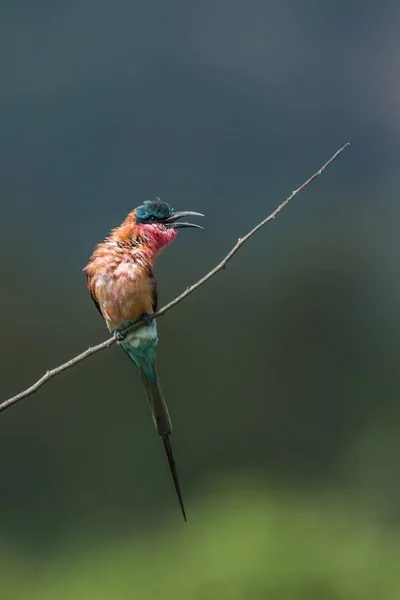 Southern Carmine Bee-eater in Kruger National park, South Africa — Stock Photo, Image