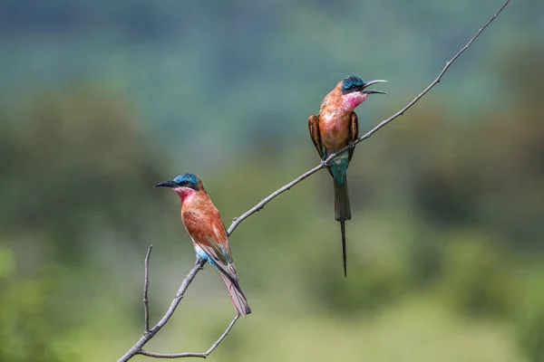 Southern Carmine Bee-eater in Kruger National park, South Africa — Stock Photo, Image