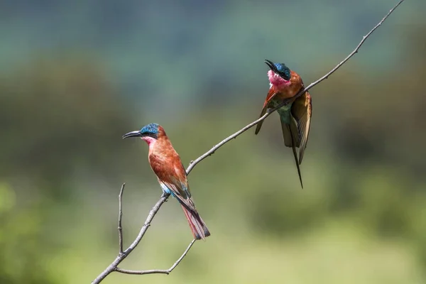 Southern Carmine Bee-eater in Kruger National park, South Africa — Stock Photo, Image