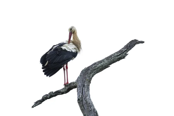 Cegonha branca no parque nacional de Kruger, África do Sul — Fotografia de Stock