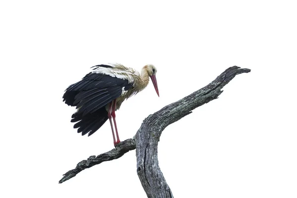 Cigogne blanche dans le parc national Kruger, Afrique du Sud — Photo