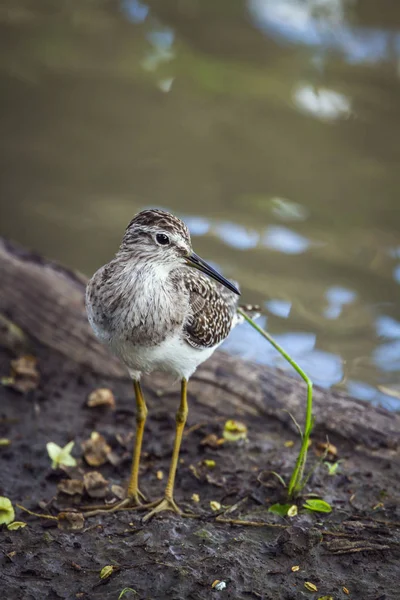 Ξύλο Sandpiper στο Mapungubwe εθνικό πάρκο, Νότια Αφρική — Φωτογραφία Αρχείου