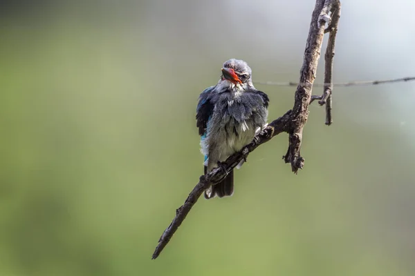 Woodland kingfisher Mapungubwe National park, Güney Afrika — Stok fotoğraf