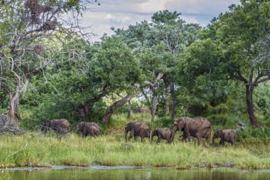 Afrika bush fil Mapungubwe National park, Güney Afrika