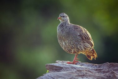Doğum sonrası Turaç Mapungubwe National park, Güney Afrika