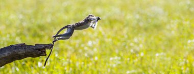 Vervet maymun Mapungubwe National park, Güney Afrika