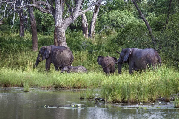 Elefante arbusto africano en el Parque Nacional de Mapungubwe, Sudáfrica — Foto de Stock