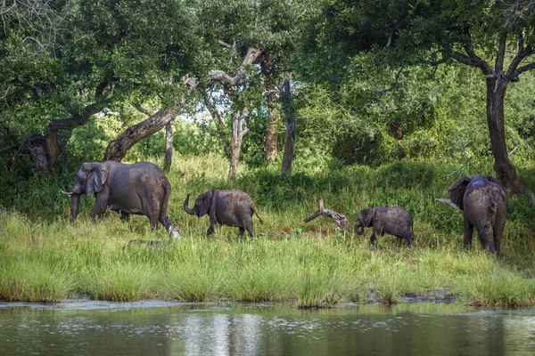 Elefante arbusto africano en el Parque Nacional de Mapungubwe, Sudáfrica — Foto de Stock