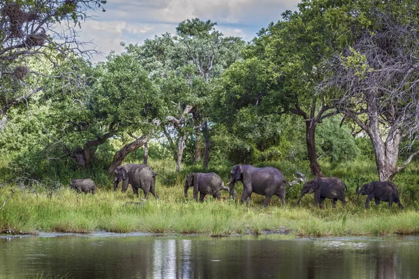 Elefante arbusto africano en el Parque Nacional de Mapungubwe, Sudáfrica — Foto de Stock