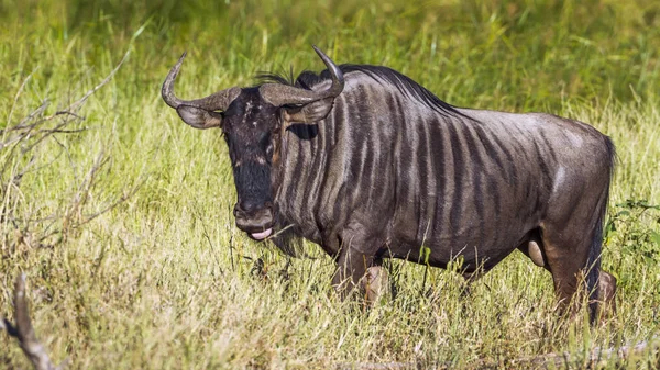 Pręgowane w Mapungubwe National park, Afryka Południowa — Zdjęcie stockowe