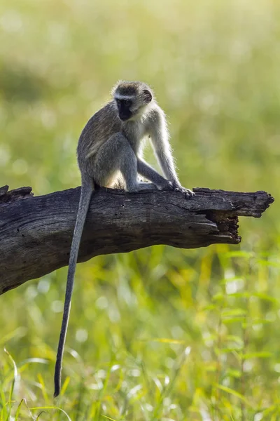 Vervet monkey in Mapungubwe National park, África do Sul — Fotografia de Stock