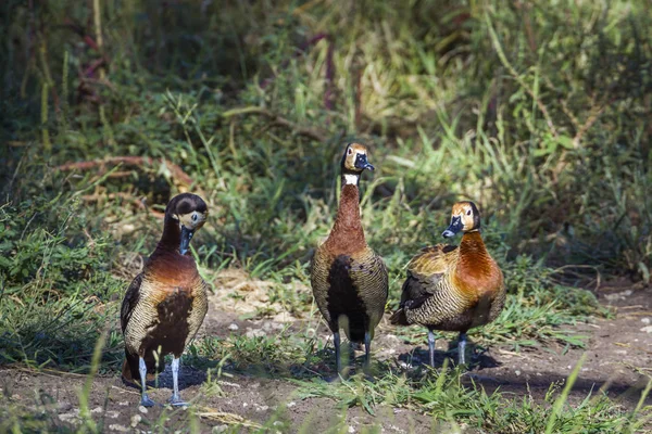 White faced Whistling-Duck in Mapungubwe National park, South Af — Stock Photo, Image