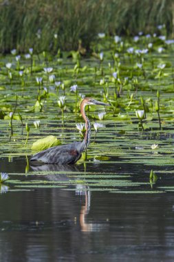 Goliath heron Mapunbugwe National park, Güney Afrika