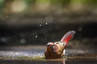 Jameson'ın Firefinch Mapunbugwe National park, Güney Afrika