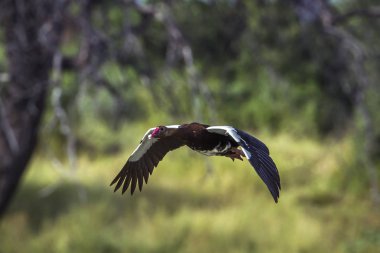 Mahmuz kanatlı kaz Mapunbugwe National park, Güney Afrika