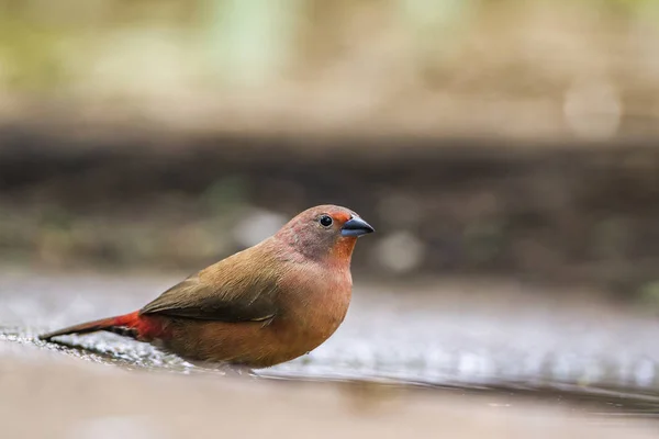 Jameson's Firefinch in Mapunbugwe National park, South Africa — Stock Photo, Image