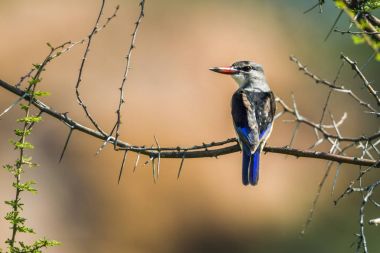 Gri başlı Kingfisher Mapungubwe National park, Güney Afrika