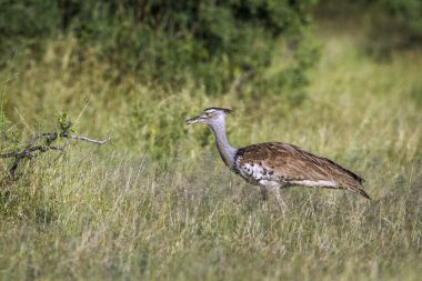 Kori damla Mapungubwe National park, Güney Afrika