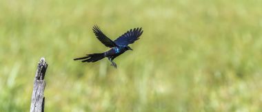 Meves'ın parlak sığırcık Mapungubwe Milli Parkı'nda, Güney Afric