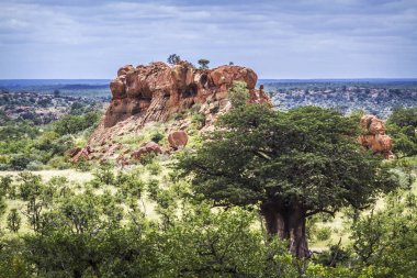 Baobab ağacı Mapungubwe National park, Güney Afrika