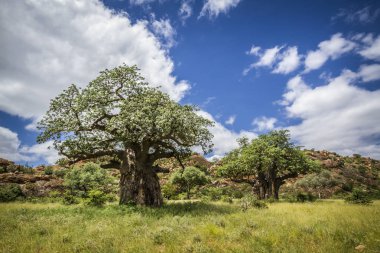 Baobab ağacı Mapungubwe National park, Güney Afrika
