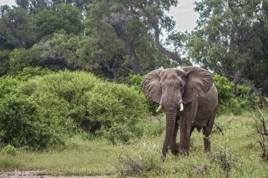 Afrika bush fil Mapungubwe National park, Güney Afrika