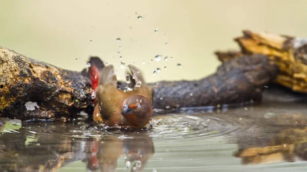 Firefinch Джеймсона у Mapungubwe Національний парк, Південно-Африканська Республіка — стокове фото