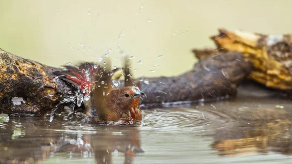 Firefinch Джеймсона у Mapungubwe Національний парк, Південно-Африканська Республіка — стокове фото