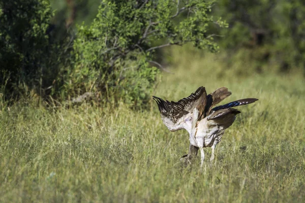 Bustard Kori en el Parque Nacional Mapungubwe, Sudáfrica —  Fotos de Stock