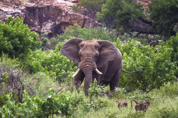 Afrikanischer Buschelefant im Mapungubwe Nationalpark, Südafrika — Stockfoto