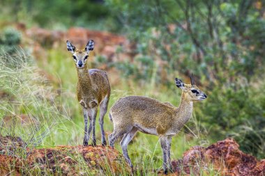 Killspringer Mapungubwe National park, Güney Afrika