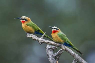 Beyaz önlü Arı yiyici Mapungubwe Milli Parkı'nda, Güney Afric