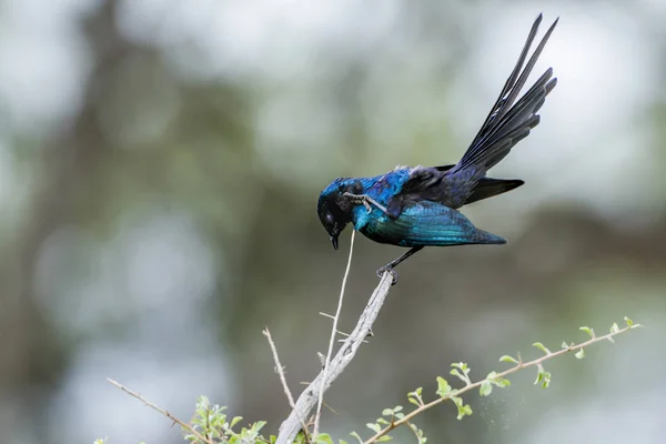 Meves の光沢のあるスターリングのマプングブエ国立公園、南 Afric — ストック写真