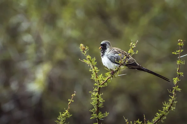 Namaqua Dove no Parque Nacional Mapungubwe, África do Sul — Fotografia de Stock