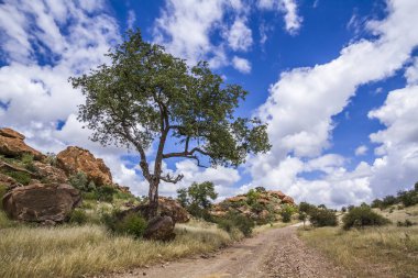 Boulder manzara Mapungubwe National park, Güney Afrika