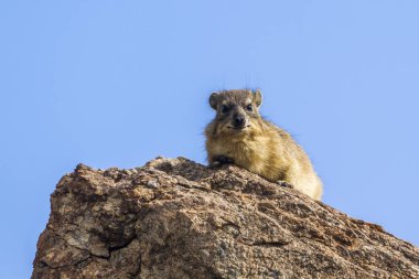 Rock yaban faresi Mapungubwe National park, Güney Afrika