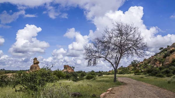 볼 더 프리 Mapungubwe 국립 공원, 남아 프리 카 공화국에서 — 스톡 사진