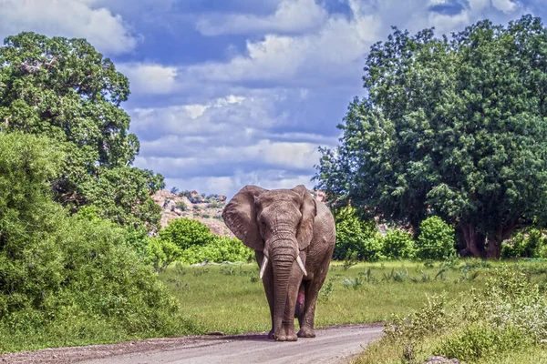 Slon africký v Mapungubwe National park, Jihoafrická republika — Stock fotografie