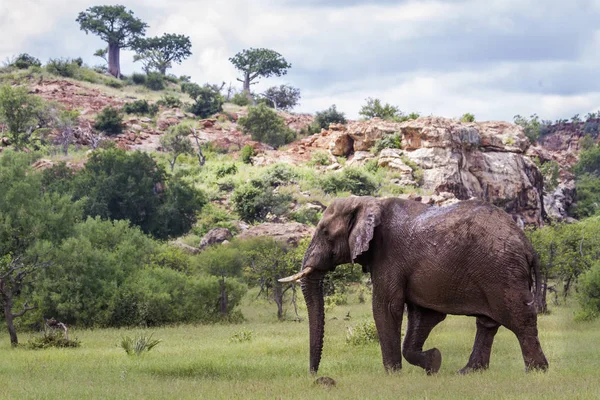 Elefante africano no parque nacional de Mapungubwe, África do Sul — Fotografia de Stock