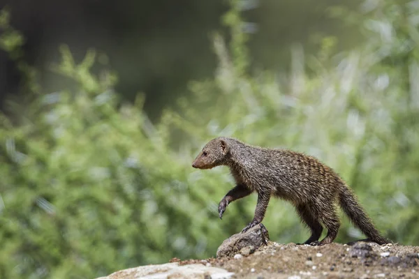 Banded mongoose in Mapungubwe National park, South Africa — Stock Photo, Image