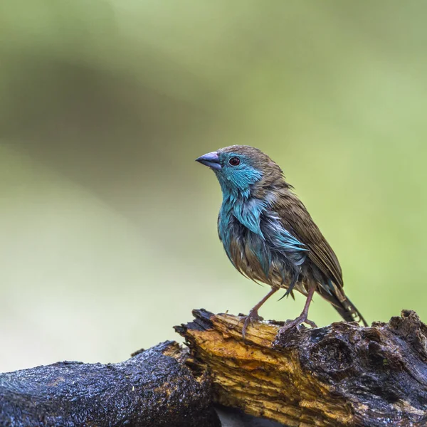 Cordonbleu de pecho azul en el Parque Nacional de Mapungubwe, Sudáfrica — Foto de Stock